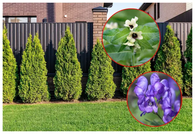 Koper w ogrodzie? Jak rozpoznać śmiertelną truciznę!