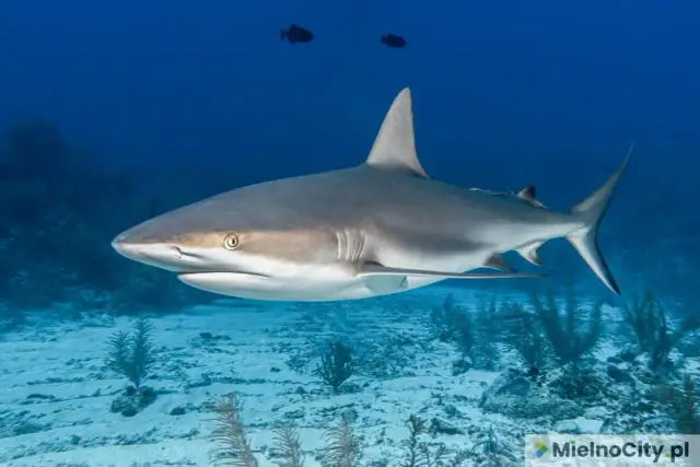Czy rekiny są w Bałtyku? Fakty o ich obecności i bezpieczeństwie