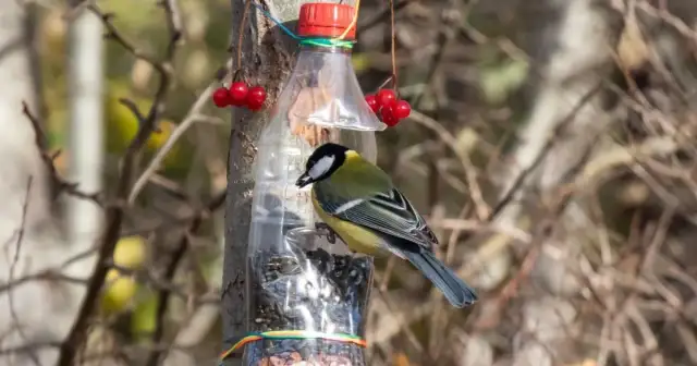 Karmnik dla ptaków z butelki: Zrób to sam! Prosto i tanio