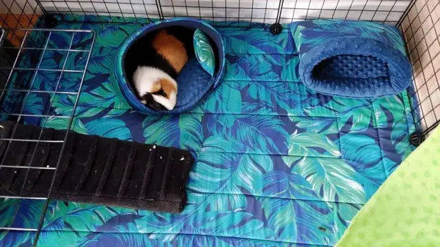 Co na dno klatki dla świnki morskiej, aby zapewnić komfort i bezpieczeństwo