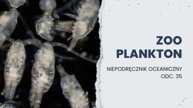 Jakie znaczenie mają protisty dla organizmów w Bałtyku i ich zdrowia