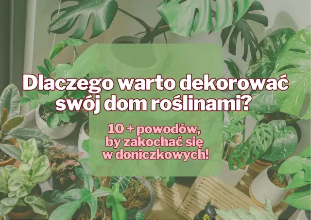 Dlaczego uprawiamy rośliny doniczkowe? Odkryj ich niezwykłe korzyści