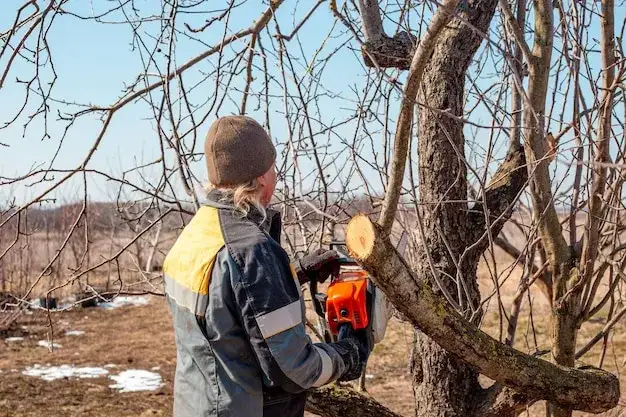 Gdzie zgłosić nielegalną wycinkę drzew? Praktyczny przewodnik