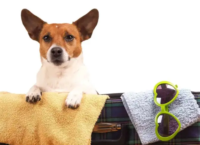 Ile kosztuje hotel dla psa? Ceny, które zaskoczą właścicieli