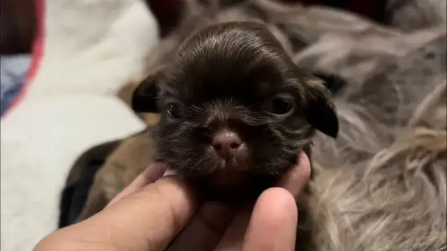 Cuándo abren los ojos los perros y qué esperar en su desarrollo