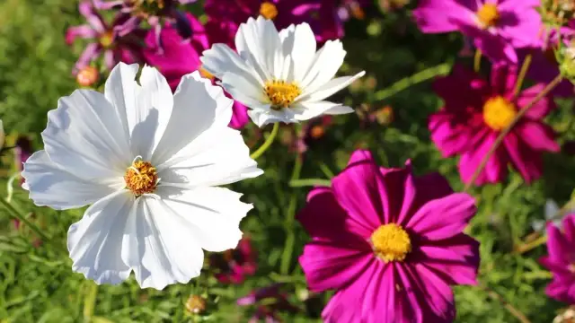 Kiedy siać kosmosy, aby uniknąć przymrozków i cieszyć się kwitnieniem