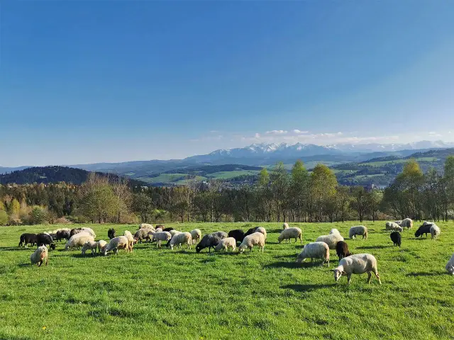 Bacówka Witów - Tradycyjne oscypki i wyjątkowe smaki Tatr