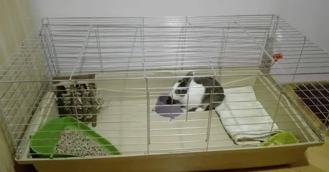 Czym wyścielić klatkę dla królika: 8 bezpiecznych materiałów