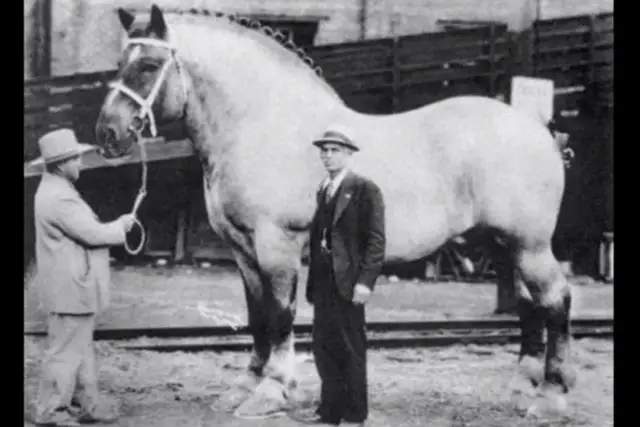 Oto jak wygląda największy koń na świecie, obok niego stoi człowiek, by pokazać jego gigantyczne rozmiary.