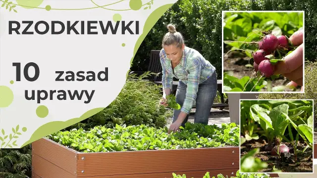 Rzodkiew kiedy siać – uniknij błędów i ciesz się obfitym plonem