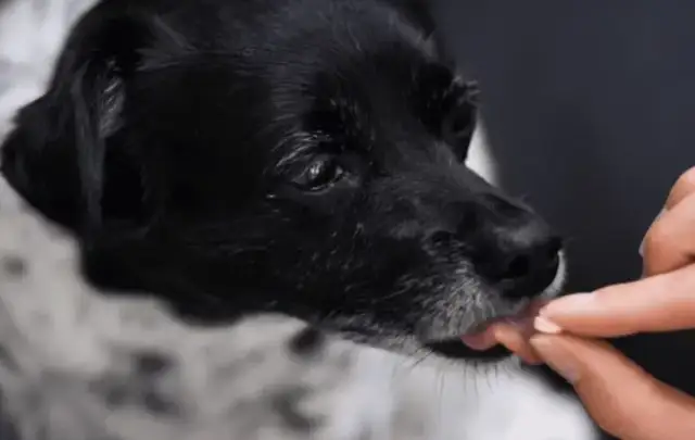 Ile węgla dla psa? Bezpieczne dawkowanie przy zatruciach i biegunce