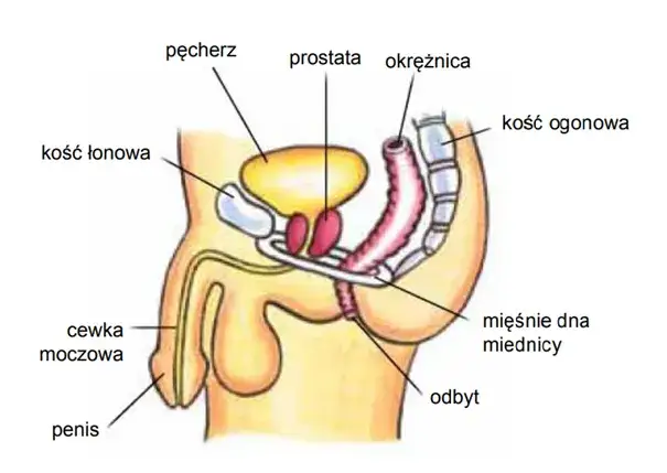 Jak skutecznie ćwiczyć mięśnie kegla u mężczyzn i poprawić zdrowie
