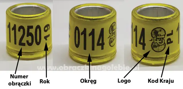 Jak zrobić obrączki dla gołębi - uniknij błędów przy identyfikacji
