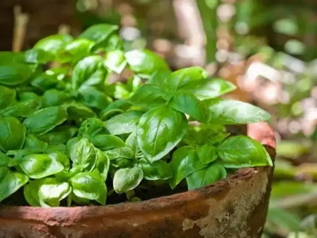 Cuándo plantar albahaca para obtener la mejor cosecha posible