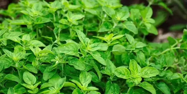 Kiedy siać zioła, aby uniknąć błędów i cieszyć się plonami