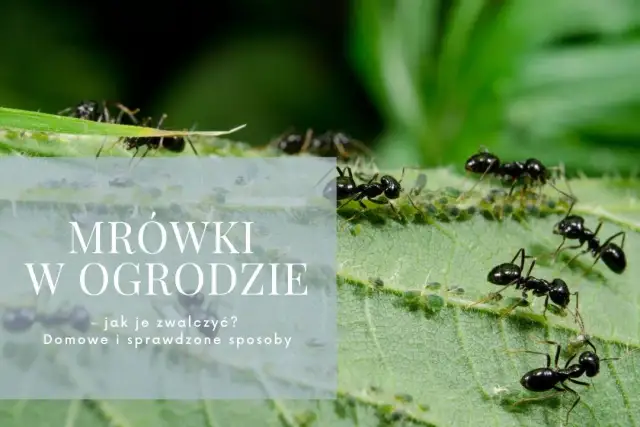 Skuteczne metody zwalczania mrówek w ogrodzie - poradnik