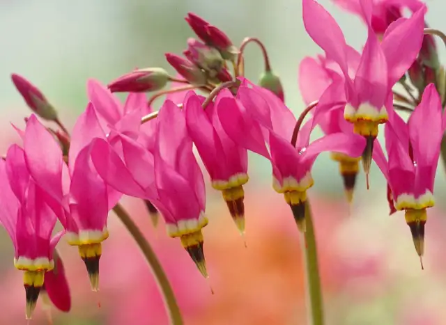 Bożykwiat kiedy sadzić - najlepsze terminy dla udanego wzrostu