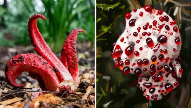 Najbardziej niezwykłe dziwne grzyby w Polsce, które musisz zobaczyć