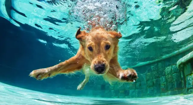Jak nauczyć psa pływać bez stresu i zbudować jego pewność siebie
