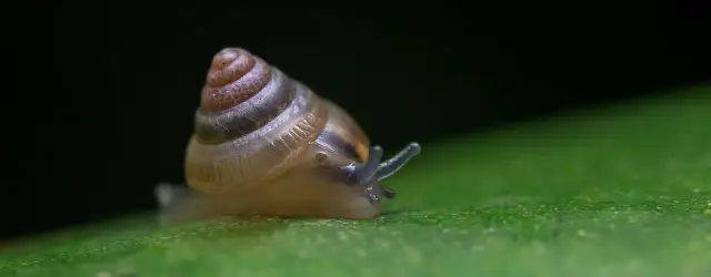 Skąd ślimaki w akwarium? Poznaj przyczyny ich pojawienia się