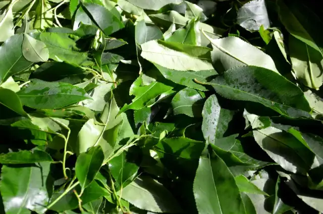 Z jakich liści można zrobić herbatę? Odkryj zdrowe i smaczne opcje