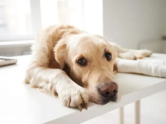 Was hilft bei Arthrose bei Hunden? Effektive Behandlungen und Tipps