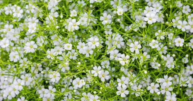 Gipsówka jak uprawiać – proste sposoby na piękne kwiaty w ogrodzie