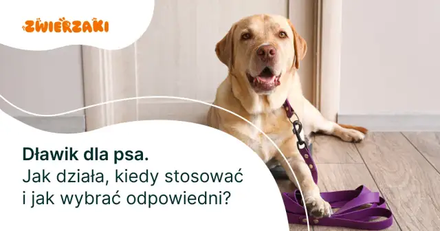 Jak założyć dławik dla psa - uniknij błędów i zapewnij bezpieczeństwo