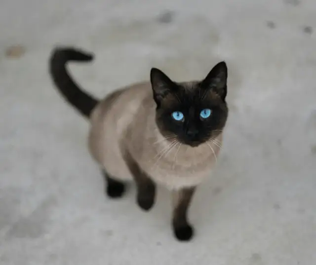 Kocięta tonkijskie: jak je pielęgnować i uniknąć problemów zdrowotnych