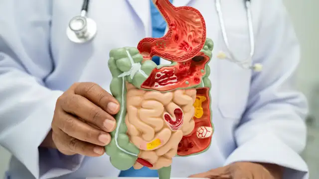 Model układu pokarmowego, który pokazuje, co wspomaga trawienie.