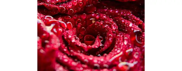 Jak wybrać najlepszą ziemię do róż ogrodowych, aby kwitły obficie?