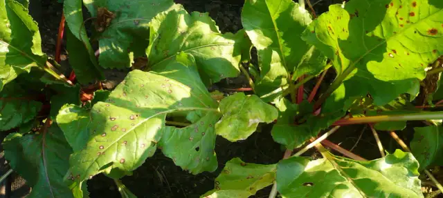 Co siać po burakach czerwonych, aby uniknąć chorób i szkodników?