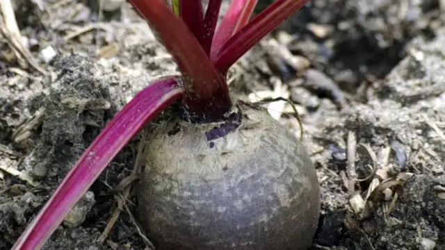 Co siać obok buraków, aby uniknąć problemów z chorobami?