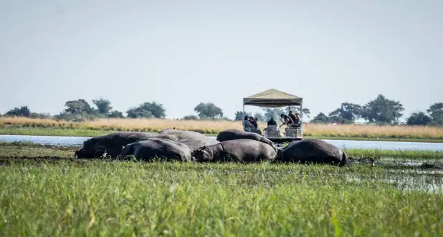 Grupa hipopotamów, zwanych też słoniami wodnymi, odpoczywa w płytkiej wodzie. Obok nich przepływa łódź z turystami.
