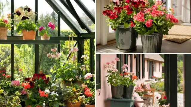 Kiedy sadzić pelargonie na balkon, aby uniknąć przymrozków?