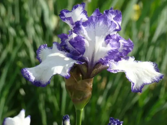 Kolor czakry korony: odkryj znaczenie fioletowego i białego koloru