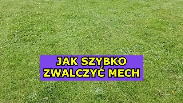 Wapnowanie trawnika: Jak pozbyć się mchu i wzmocnić darń?