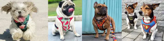 Obroża czy szelki - co lepsze dla psa i jak uniknąć błędów