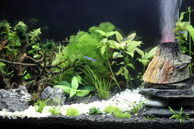 Jak ułożyć kamienie w akwarium, by stworzyć bezpieczne środowisko