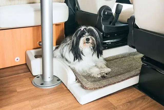 Jak zabezpieczyć kanapę przed psem i uniknąć kosztownych napraw