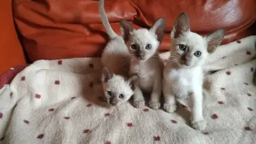 Hodowla kotów tonkijskich w Polsce - zdrowe kocięta z rodowodem