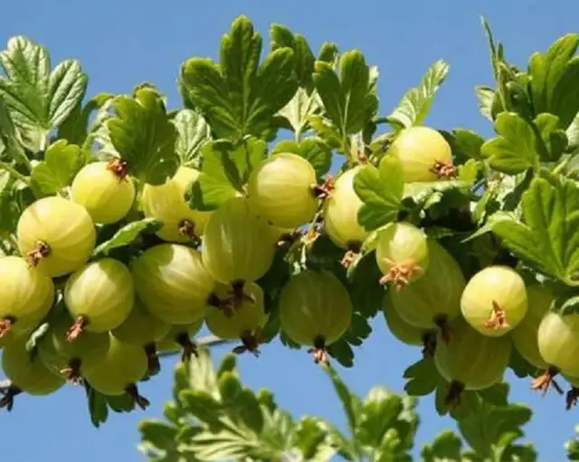 Sadzonki agrestu kiedy sadzić - uniknij błędów i sadź w idealnym czasie