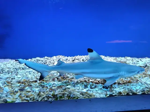 Oceanarium w Niechorzu: Czy warto? Opinie, ceny i porady