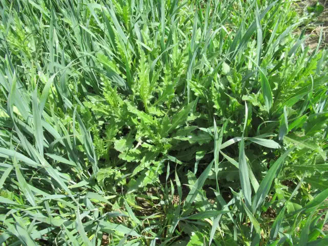 Chwast z kolcami? Rozpoznaj i zwalcz raz na zawsze!