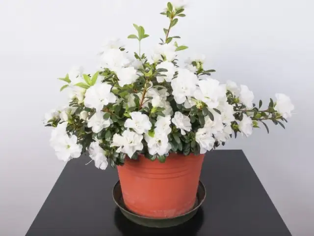 Jak długo kwitnie azalia doniczkowa? Odkryj zaskakujące fakty o kwiatach