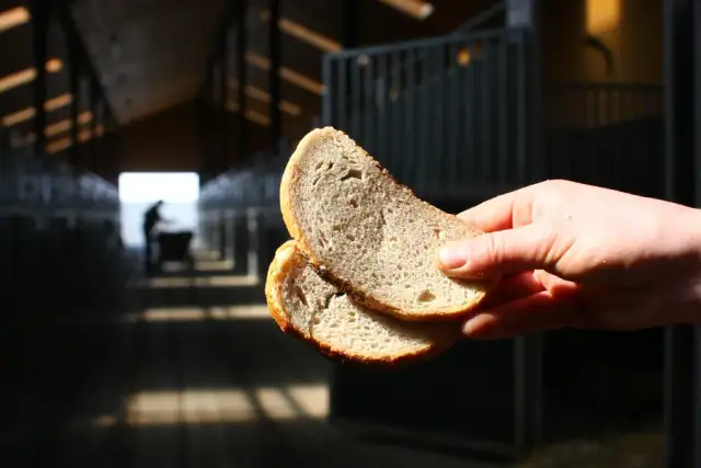 Czy jest suchy chleb dla konia? Poznaj ryzyko i bezpieczne alternatywy