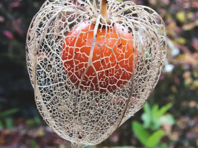 Jak uprawiać physalis: proste kroki do zdrowych owoców w ogrodzie