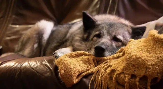 Czym usypiają psy i jak zapewnić im spokojny koniec życia