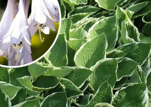 Jaki nawóz do funkii? Oto, co musisz wiedzieć, aby uniknąć błędów