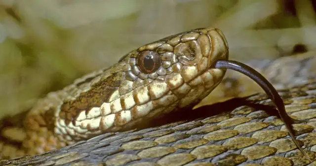 Jadowite zwierzęta w Polsce: Niebezpieczne jadowite zwierzęta w Polsce